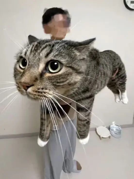 论钓鱼佬是如何拍猫的 近看肥猫大，远看大肥猫